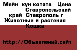 Мейн- кун котята › Цена ­ 15 000 - Ставропольский край, Ставрополь г. Животные и растения » Кошки   